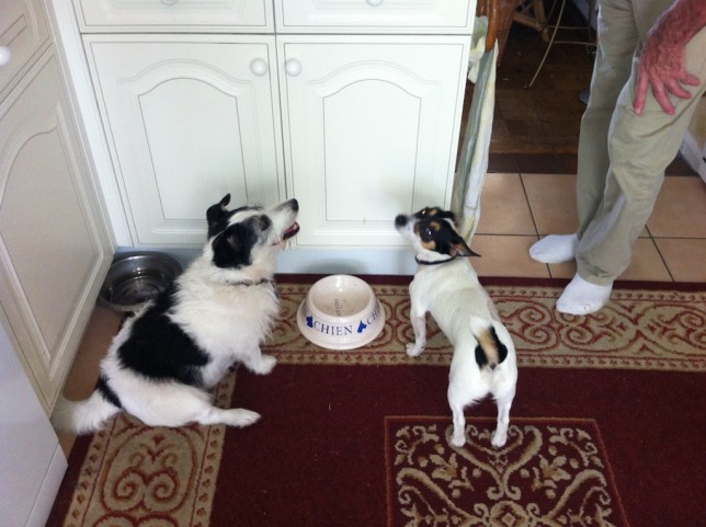 best dog food for jack russell